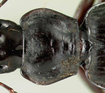 Media type: image;   Entomology 22003 Aspect: pronotum dorsal